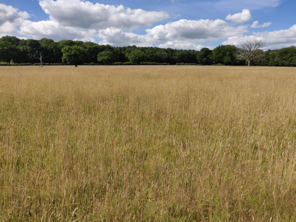 long grassy field.