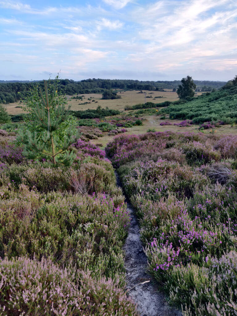 Signs of a great trail run - Heather and other wild flowers flowing down a hill into the landscape.