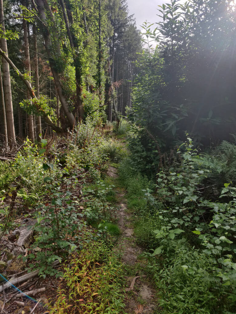 An overgrown trail through some forest.