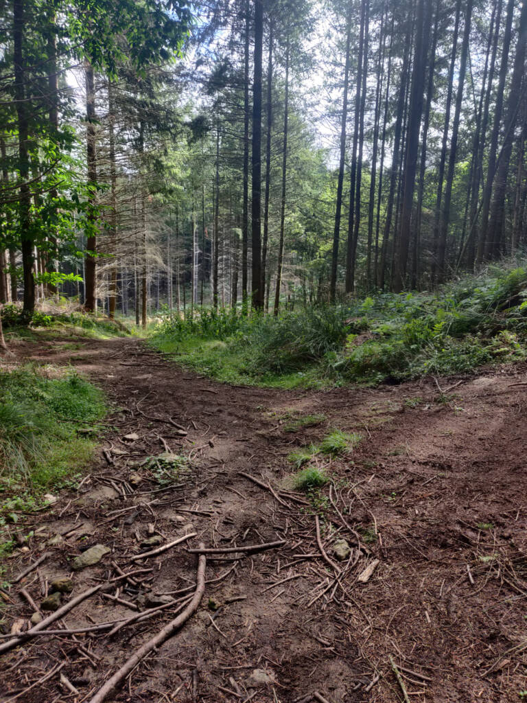 forest running trail in the South Downs.