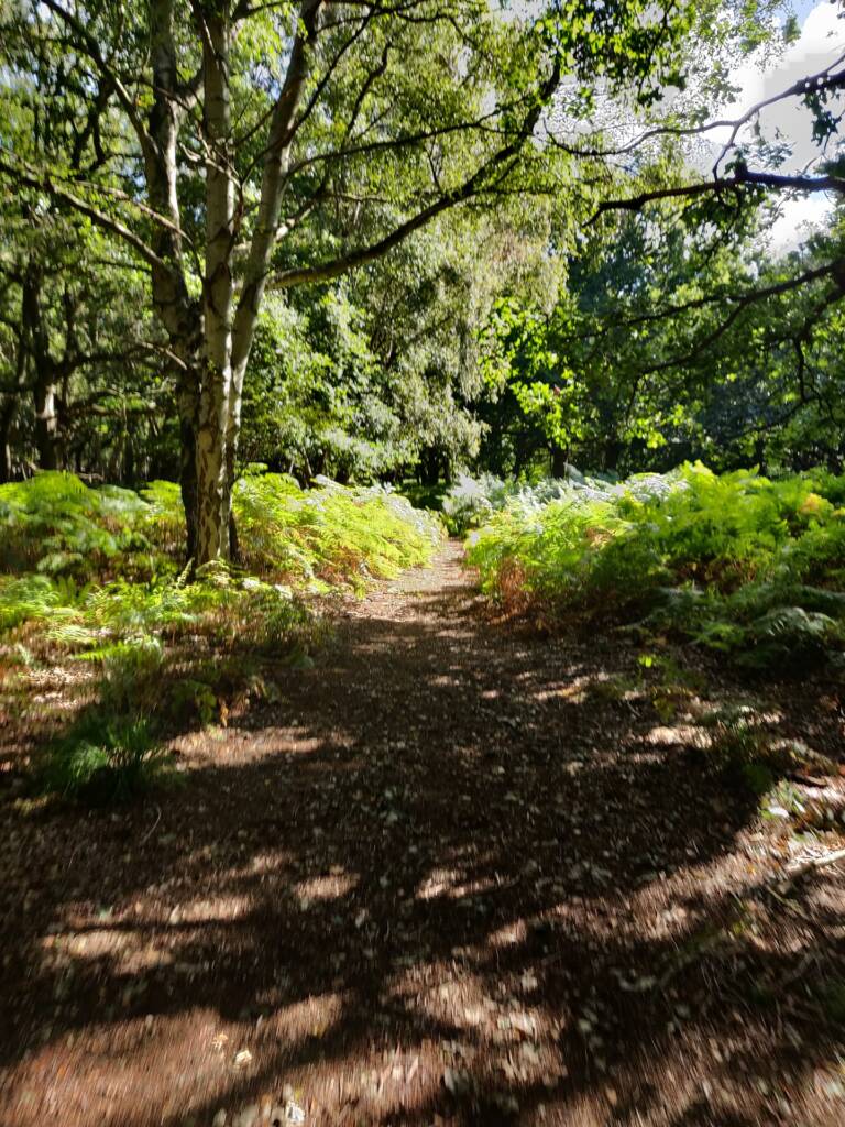 coastal trail running forest area near Dunwich in Suffolk.