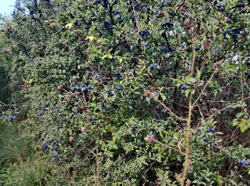 berries growing on bushes