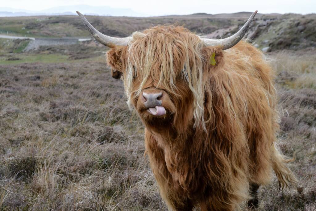 a hairy cow