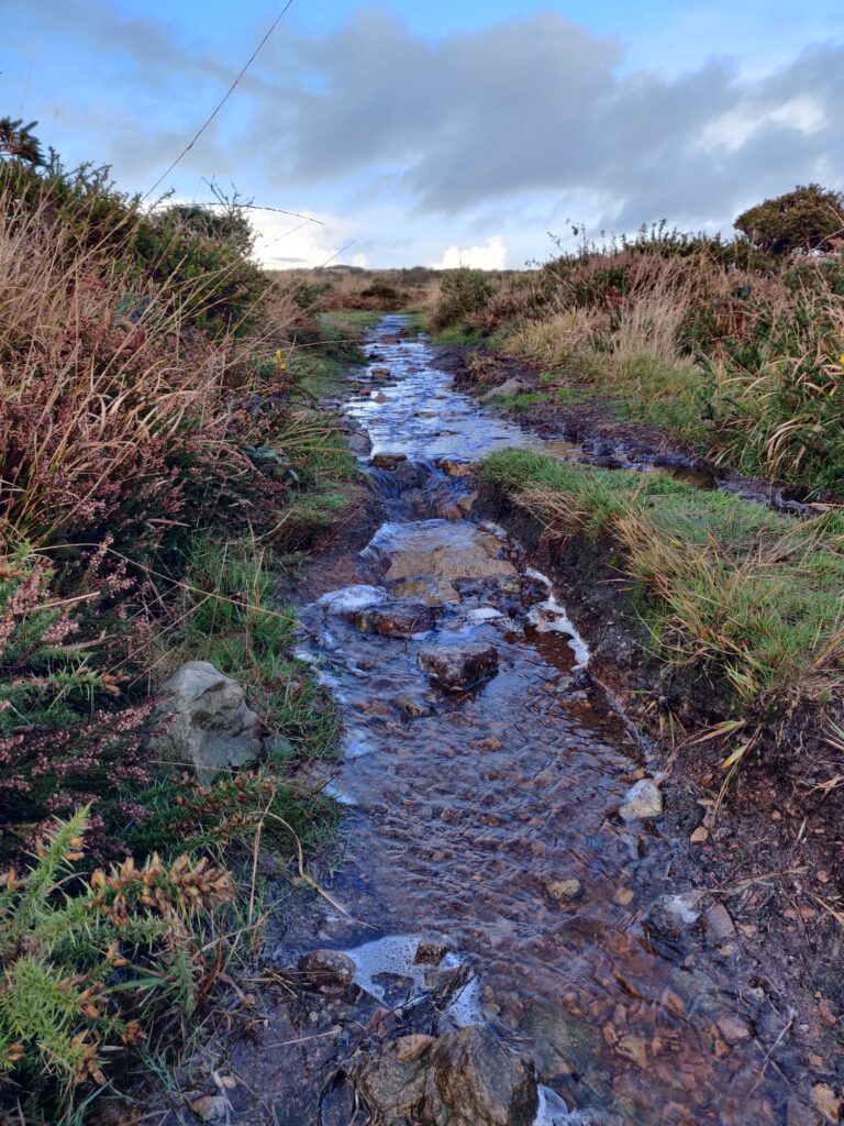 boggy and wet trail