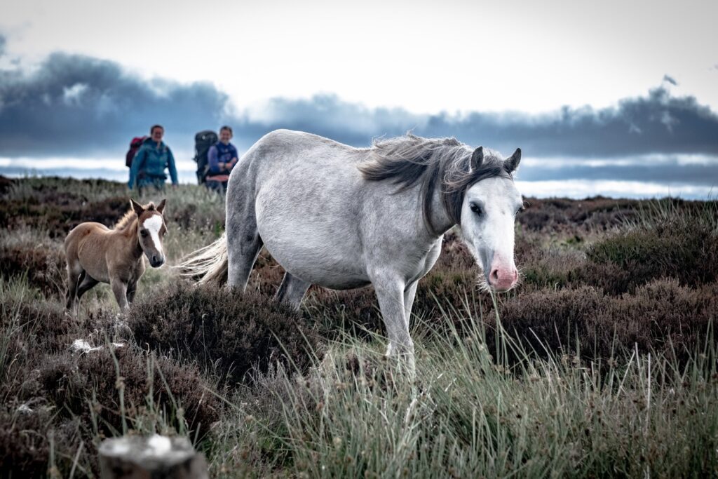Horses walking on the Long Mynd during the Rollin' 100 ultra.